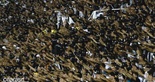 Torcida do Ceará - 2