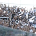 [13-05] Ceará 1 x 1 Fortaleza - TORCIDA - 9