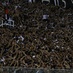 [18-05] Ceará 1 x 2 América-MG - Torcida - 13