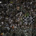 [18-05] Ceará 1 x 2 América-MG - Torcida - 14