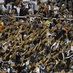 [15-02] Ceará 3 x 0 Itapipoca - TORCIDA - 23